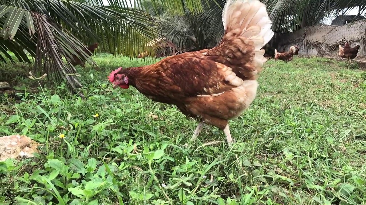 The Ethical Egg co - Free Range Eggs
