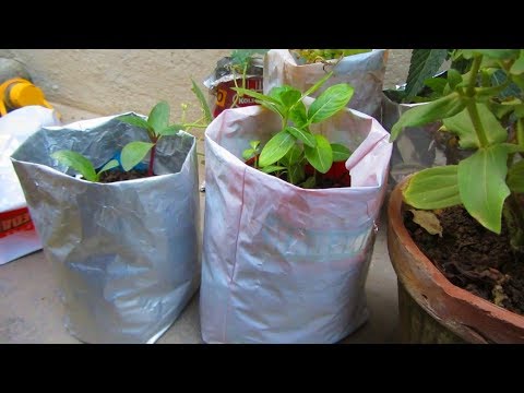 Share more than 67 poly bags for plants best - in.duhocakina