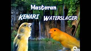 Download Lagu Masteran Kenari Waterslager Roller MP3 Download Lagu Masteran Kenari Waterslager Roller MP3