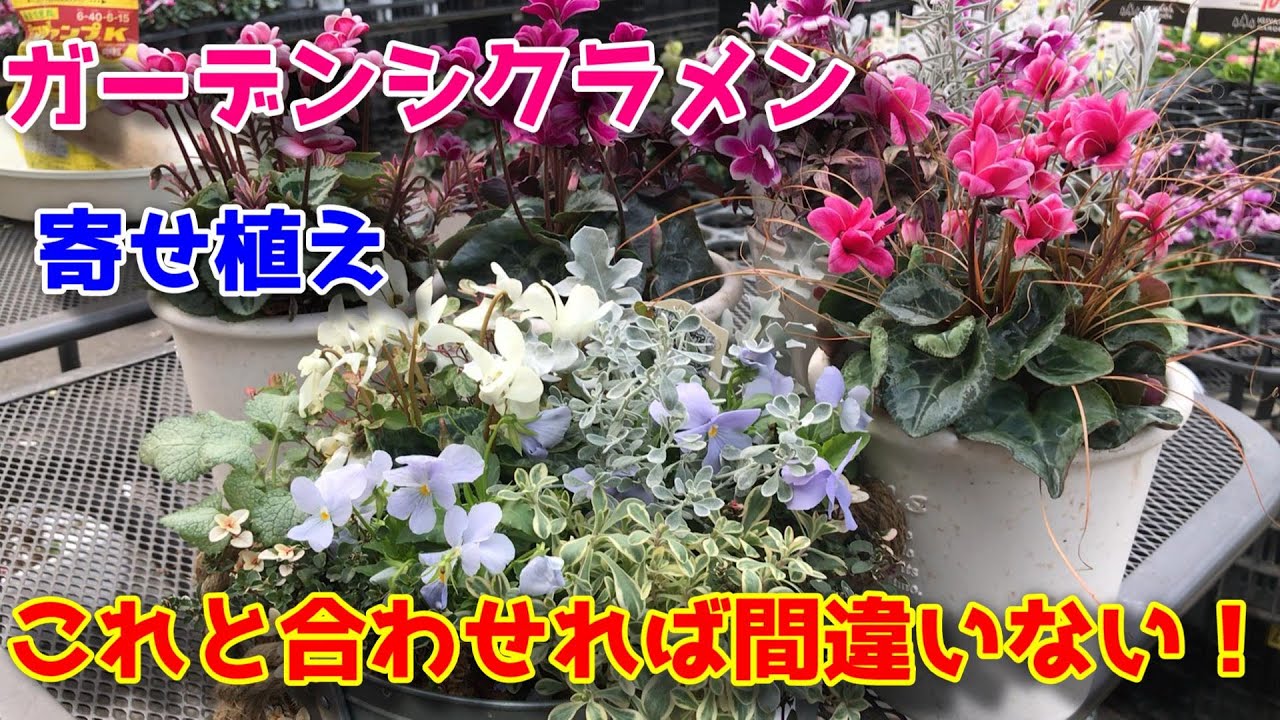 Garden Cyclamen] Easy even for beginners! How to combine with