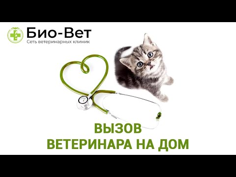 Вызов ветеринара на дом. Ветеринарная клиника Био-Вет.