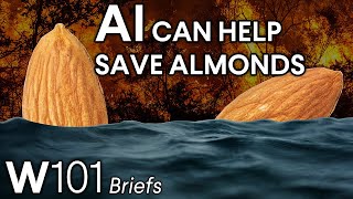 How AI Can Help Save Almonds from Climate Change | World101 Briefs