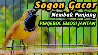 PANCINGAN SOGON GACOR NGKLEPER, SUARA BURUNG SOGON BIKIN NGAMUK SOGON TROTOL METALIK EMOSI #103