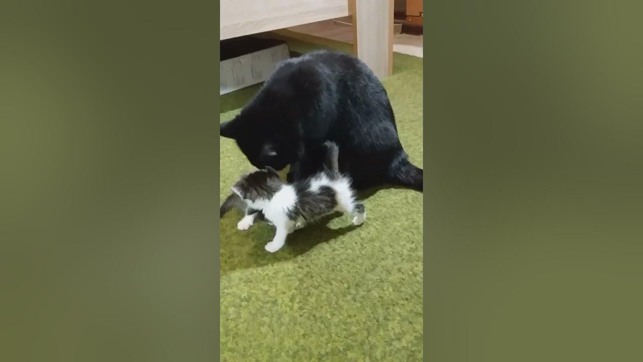 КОТ СУПЕР НЯНЬ!🤩 - YouTube