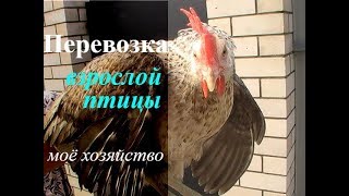 ПЕРЕВОЗКА ВЗРОСЛОЙ ПТИЦЫ как мы это делаем // ПТИЦА ПЕРЕВОЗКА ВЗРОСЛОЙ ПТИЦЫ как мы это делаем // ПТИЦА