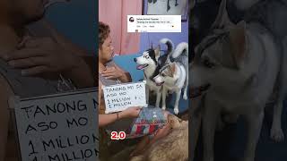 1M + 1M= ?? HUSKY DOG ANSWERS!|  Wakyrie Abs #siberianhusky  #husky #1m by Wakyrie Abs 39 views 1 year ago 3 minutes, 28 seconds