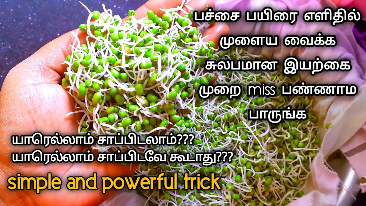 How to sprouts green moongdal tamilmung beansபச்சை பயிரை முளைகட்ட