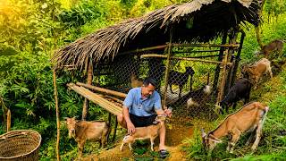 Download lagu Mr. Ha takes great care of his newly purchased goat herd - A new hope for life