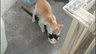 Cat meeting #animals #cat