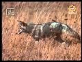 في مواجهة البراري حيوان القيوط