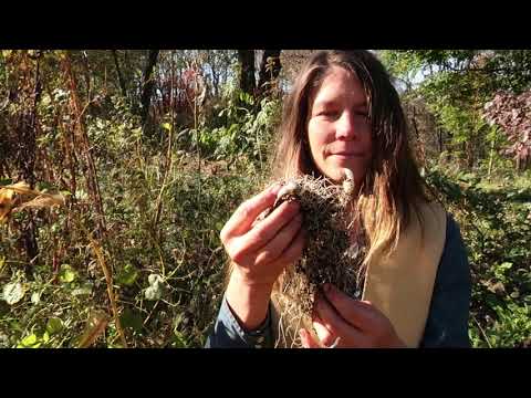 Great Solomon&rsquo;s Seal - Medicinal and Edible Native Plant