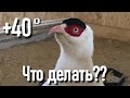 ГИБЕЛЬ ПТИЦЫ.THE DEATH OF A BIRD. ОШИБКИ СОДЕРЖАНИЯ.РАЗВЕДЕНИЕ И СОДЕРЖАНИЕ.