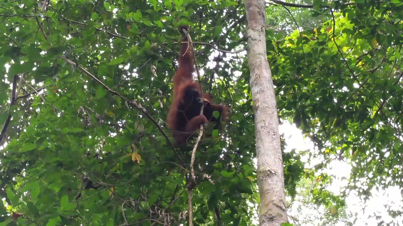 camera iphone 8 plus apk Wild Orangutan Eating a Vine in Gunung Leuser National Park Near Bukit Lawang, Sumatra, Indonesia