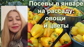 İlk Tohumlarım Ocak Ayında Hangi Sebze Ve Çiçekler Ekilir?