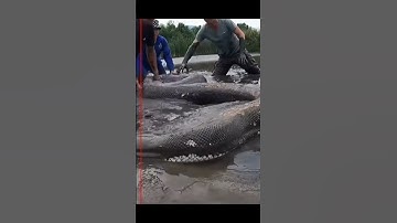 Trăn Khổng Lồ Bị Bắt Sống