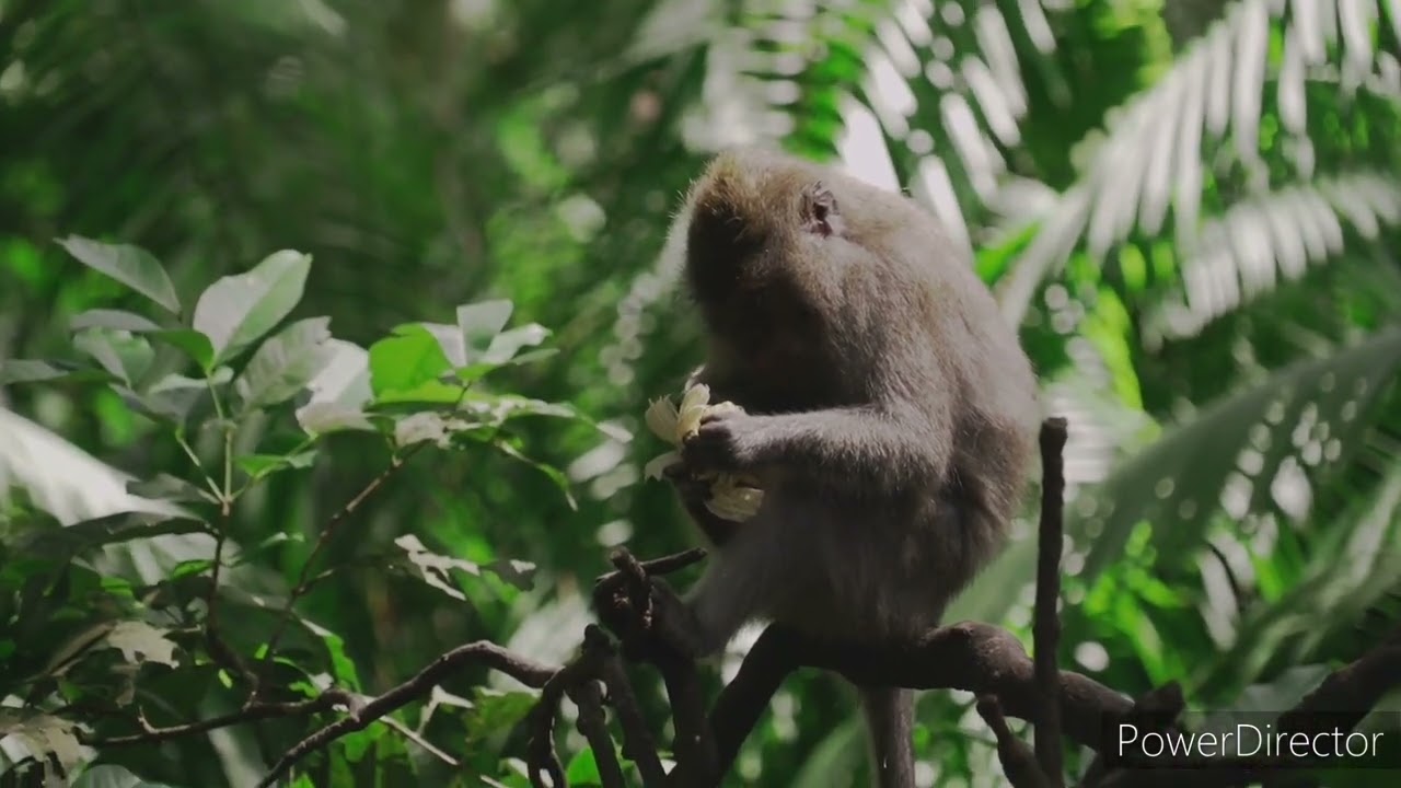 real life in philippines ,real animal ,real life