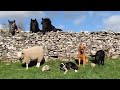 Happy sheep thinks shes a dog