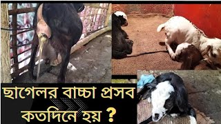 ছাগলের বাচ্চা প্রসব কতদিনে হয় @Hingalganj barbari goat farm Goat baby birth  goat calf delivery