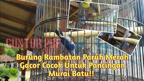 Burung Rambatan Paruh Merah Gacor Cocok Untuk Pancingan Murai Batu!!