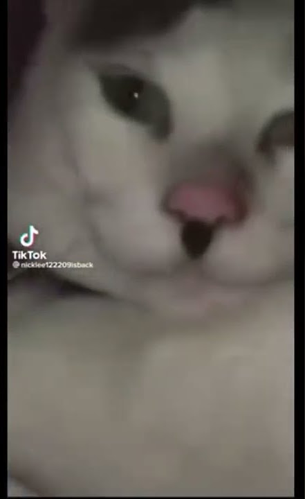 Adolf Kitler (song: Erika)