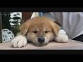 じいちゃんの秋田犬【大家族編】#53　優しいぬくもり