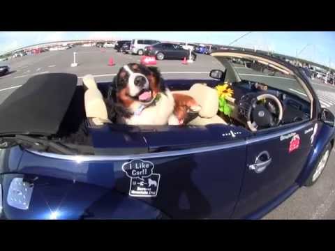オープンカーの大型犬のバーニーと 可愛い コミュニケーション Youtube