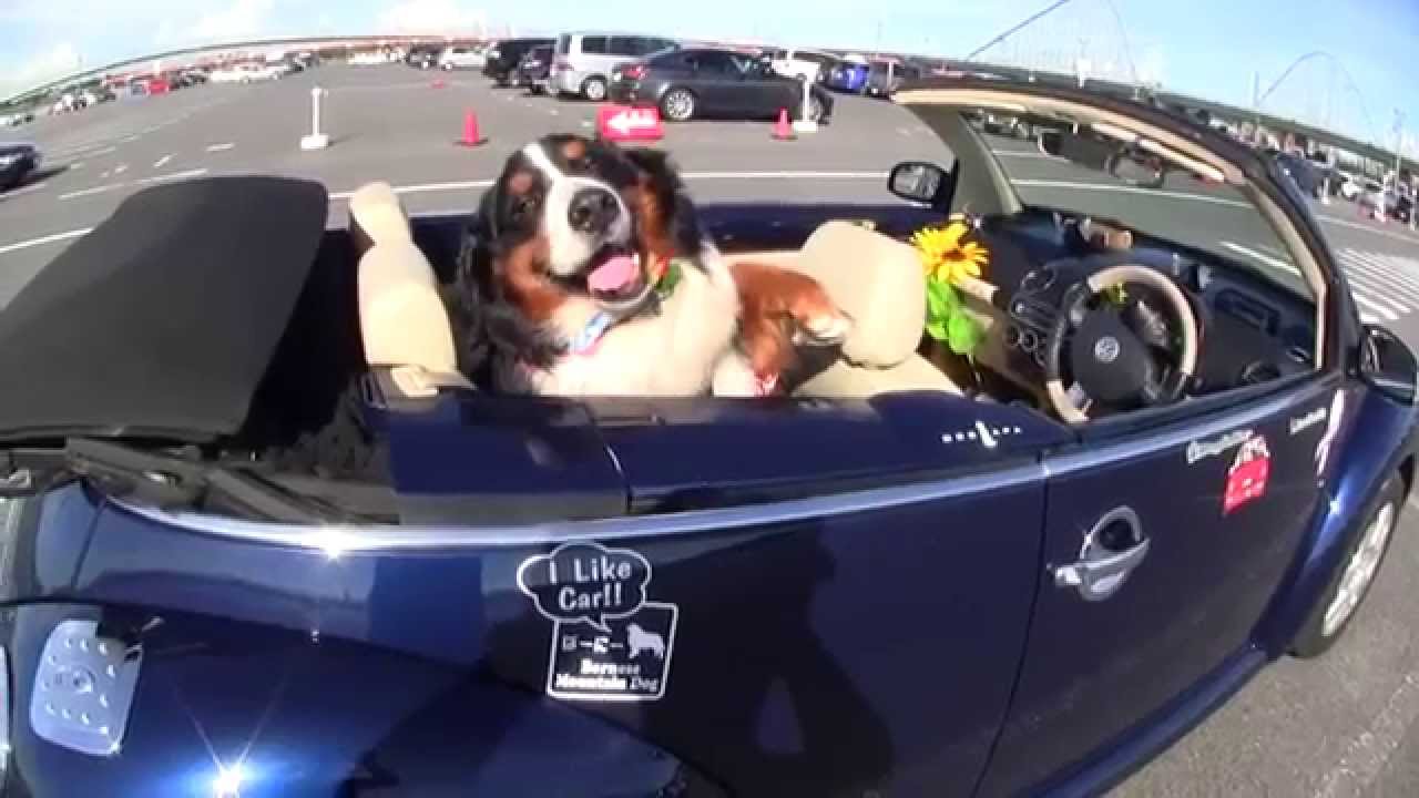 オープンカーの大型犬のバーニーと 可愛い コミュニケーション Youtube