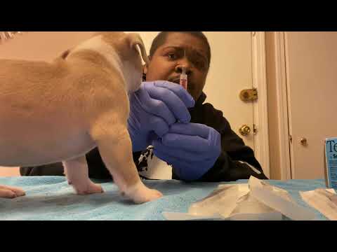 वीडियो: पिल्लों को कैसे दें