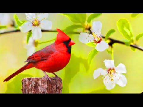 Beautiful Dua Sheikh Noreen Muhammad Siddiq