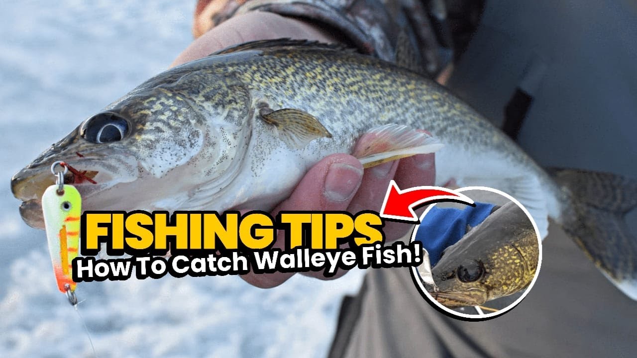 Walleye Ice FISHING TIPS HOW TO CATCH WALLEYE FISH! YouTube