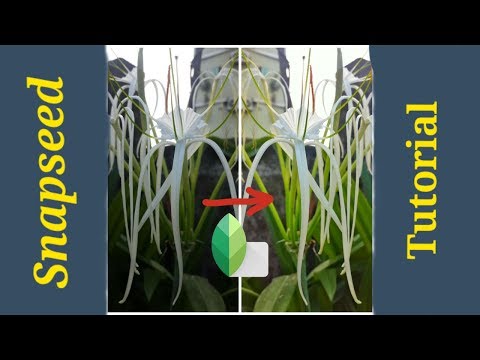 Snapseed Tutorial for Android