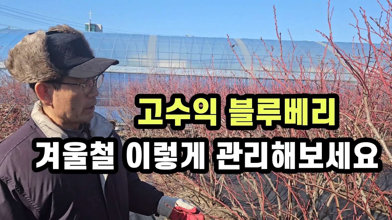 품질좋은 블루베리수확을 위한 겨울철 가지치기방법