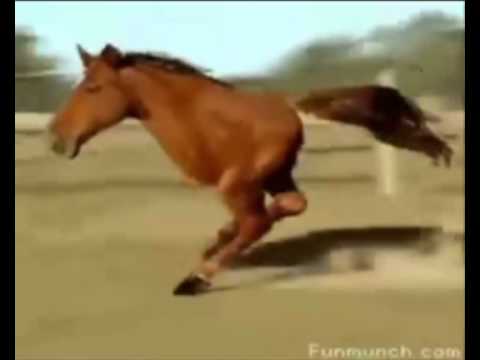 2-legged-retarded-horse