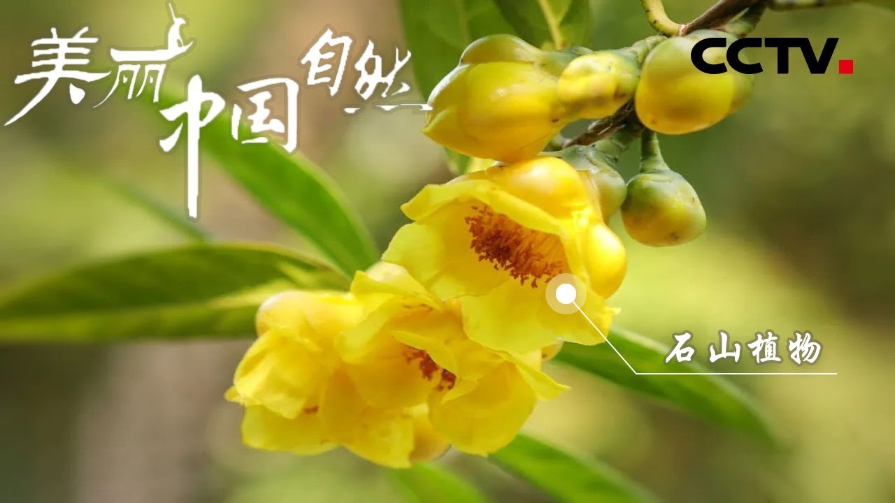 【ENG】比恐龙还古老的广西独有的远古山茶树 金花茶被称为“植物界的大熊猫”!《美丽中国自然》桂西南系列【CCTV纪录】 - YouTube