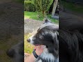 Relaxing Border Collie Petting Video 🐕✨ #shorts #bordercollie #dogs #cutedog #pettingdog #dogshorts