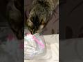 Cat eating icecream 