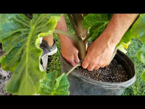 Trimming Alocasia