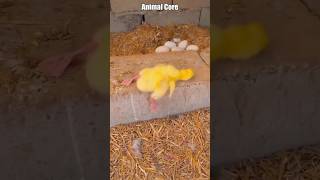 The Cutest Animals Ever!!! ANIMAL CORE. #cute #animals #animalshorts #shorts
