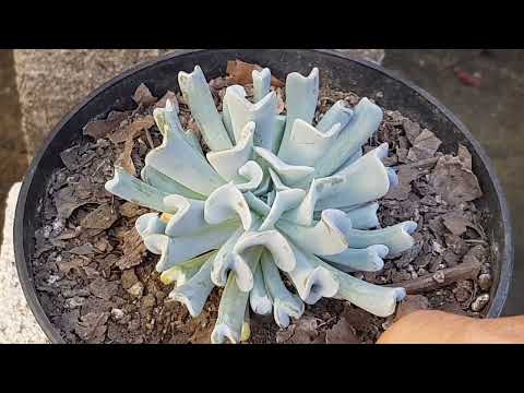 Video: Trồng Topsy Turvy Echeveria - Tìm hiểu về Topsy Turvy Succulents