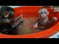 Baby Monkey Lu And Lusi Are Very Refreshing When Bathing In Communal Water And Fresh Ginger