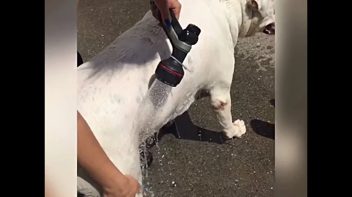 Carlene washing her dog