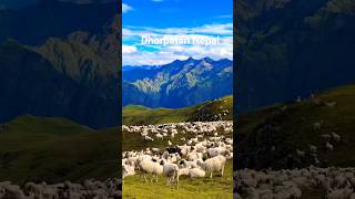 Calm and Beautiful Dhorpatan | Where Sheep Roam Freely 🐑🌄 #shorts