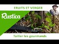 Tailler les gourmands des arbres fruitiers