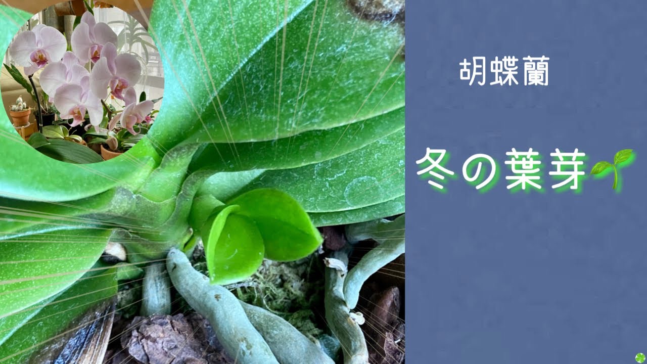 21年2月26日 胡蝶蘭の不思議 冬なのに 花芽と葉芽が出ています とコメント 花が咲く時期ですが葉も出ています 水不足のシワシワな葉と根 木更津ランの花 Youtube 21年2月26日 胡蝶蘭の不思議 冬なのに 花芽と葉芽が出ています とコメント 花が咲く時期ですが葉も出ています 水不足のシワシワな葉と根 木更津ランの花 Youtube