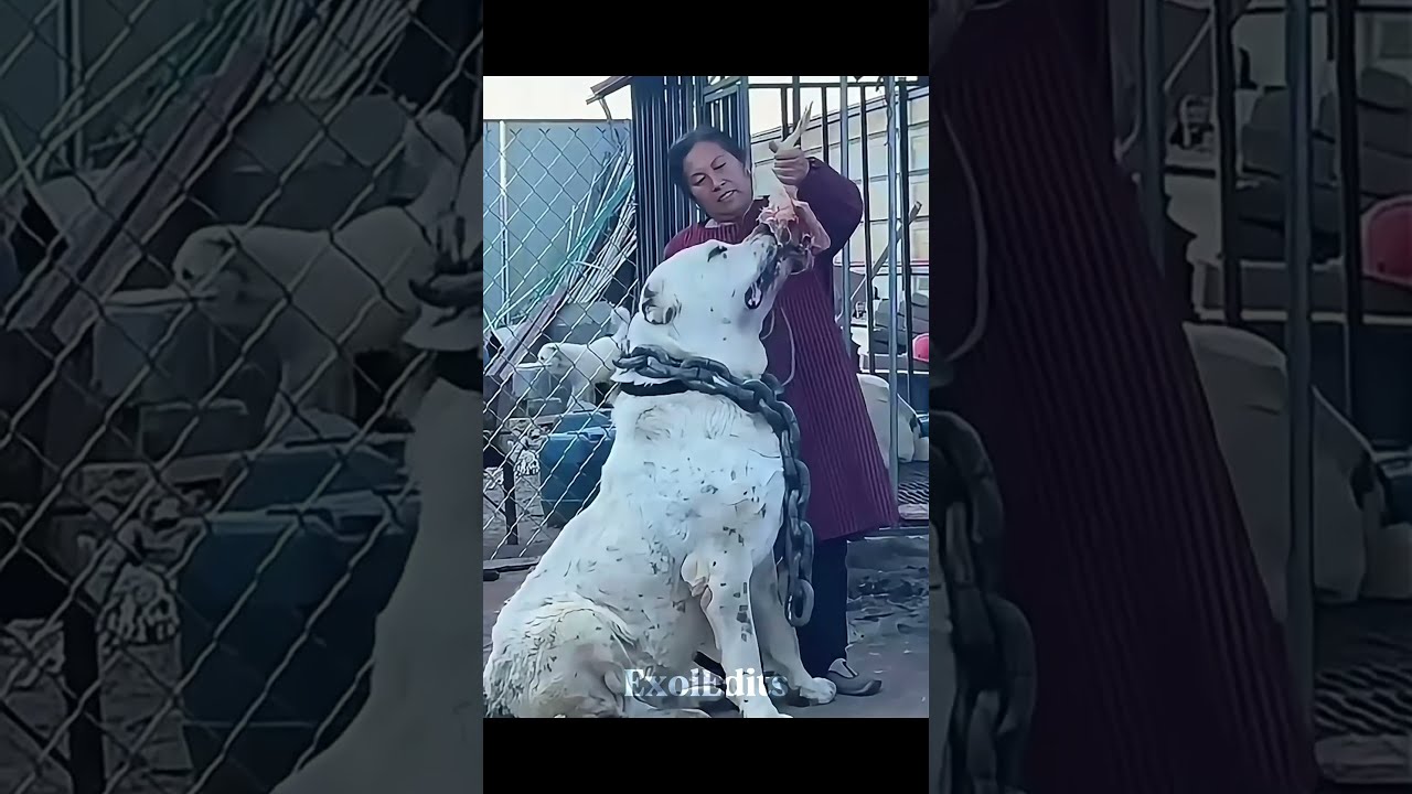 The Best Pets 