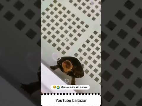 این عالییی بود از دستش نده