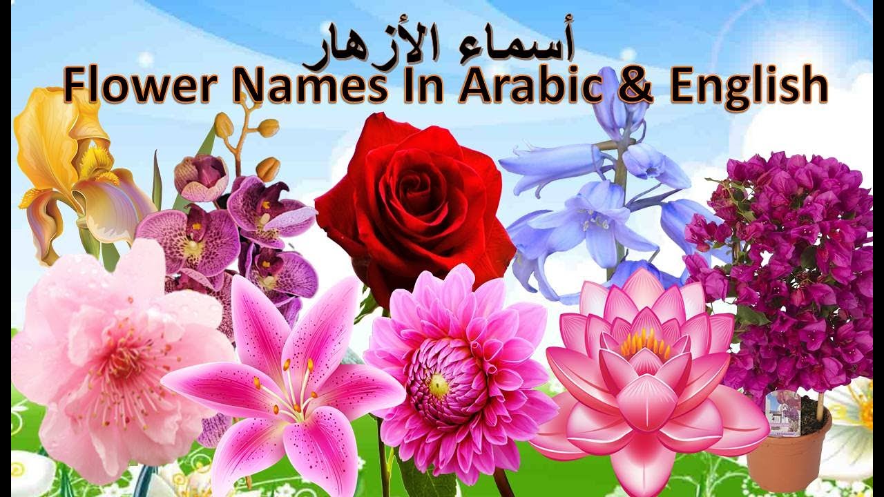 Flower Names In Arabic And English YouTube flower-names-in-arabic-and-english-youtube