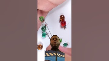 Would you eat these ants? 🐜 #shorts