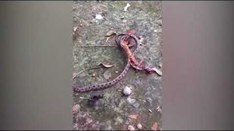 Rết khổng lồ đối đầu với rắn và cái kết kinh hoàng