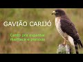 SOM GAVIÃO CARIJÓ - ESPANTAR MARITACAS E POMBOS [HD]
